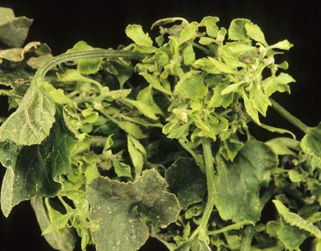 Candidatus Phytoplasma asteris