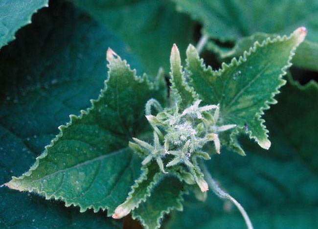 Candidatus Phytoplasma asteris