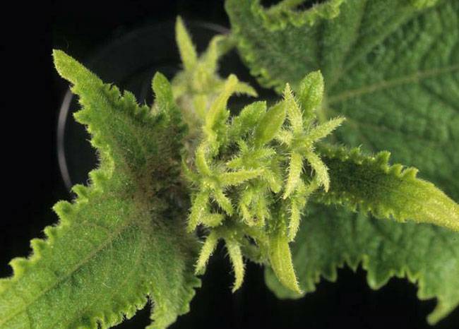 Candidatus Phytoplasma asteris