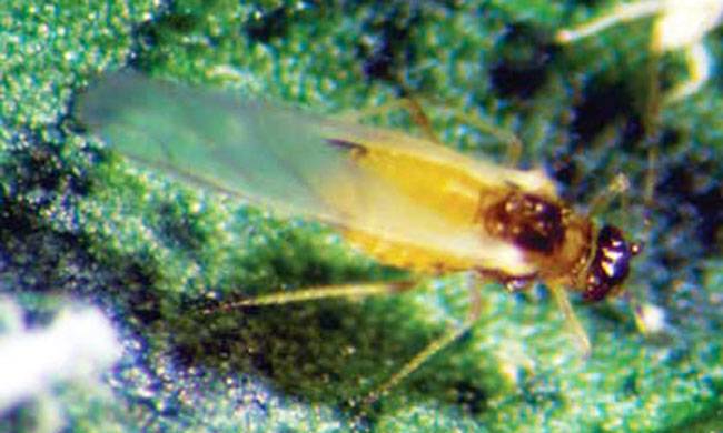 Aphis gossypii