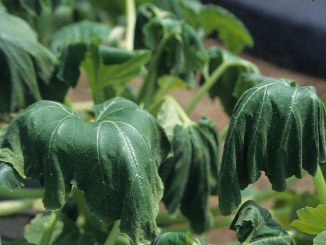  Phytophthora capsici