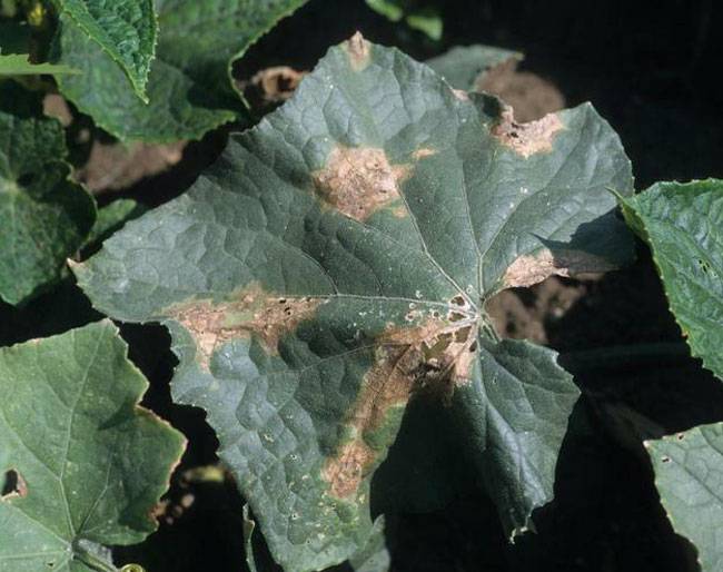  Phytophthora capsici