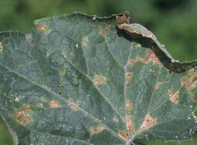  Phytophthora capsici