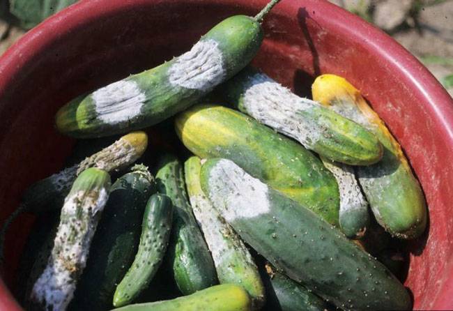  Phytophthora capsici