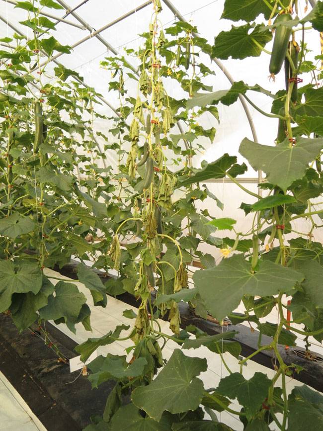 Sclerotinia sclerotiorum