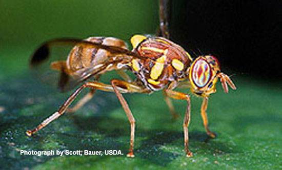 Fruit Fly