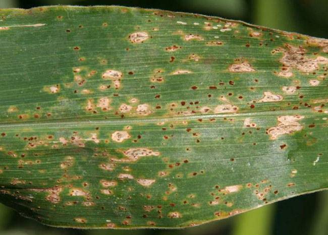 Puccinia sorghi