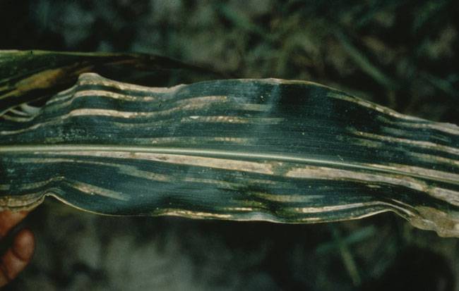 Pernosclespora sorghi