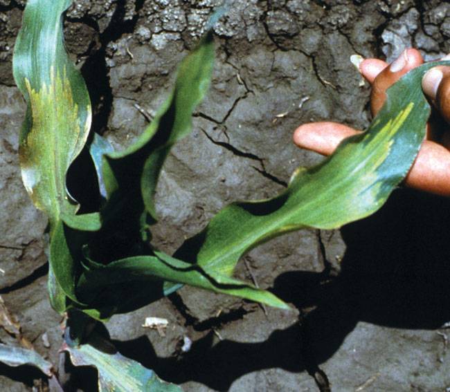 Pernosclespora sorghi