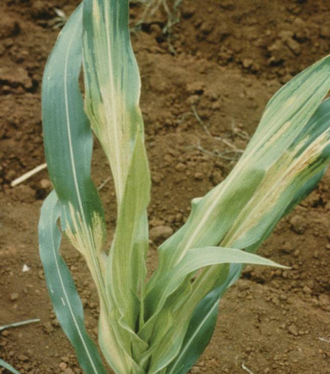 Pernosclespora sorghi