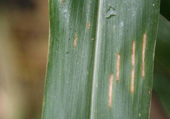 Cercospora zeae-maydis