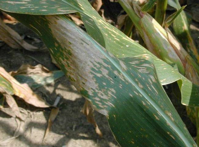 Cercospora zeae-maydis