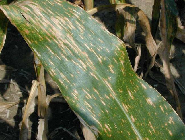 Cercospora zeae-maydis