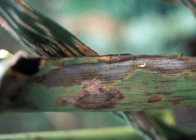 Cercospora zeae-maydis