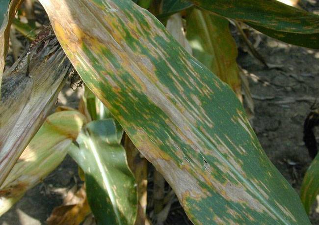 Cercospora zeae-maydis