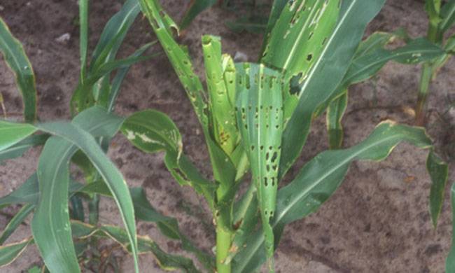 Fall Army Worm