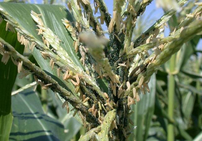 Aphids