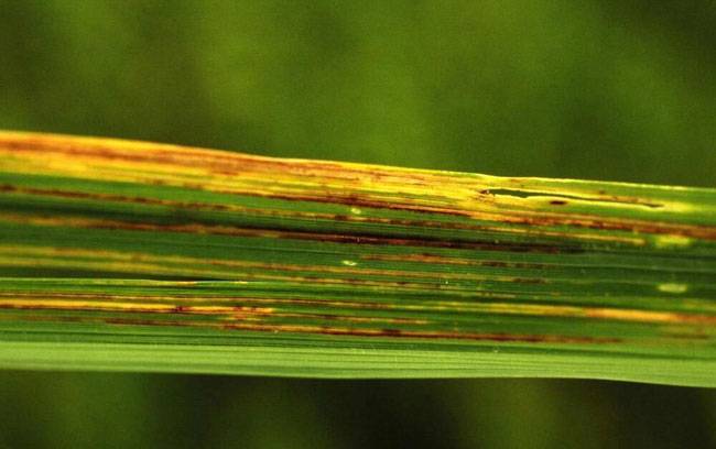 Xanthomonas oryzae pv. oryzae