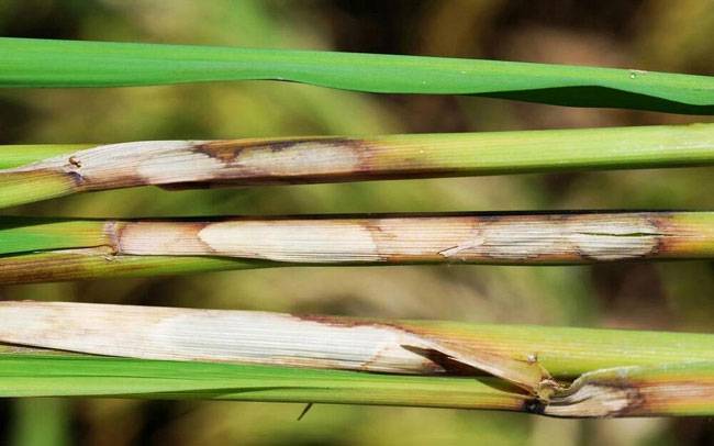 Rhizoctonia solani