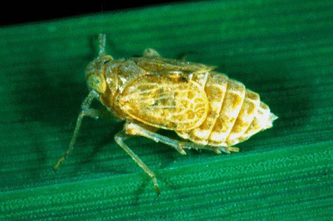 Brown Plant Hopper