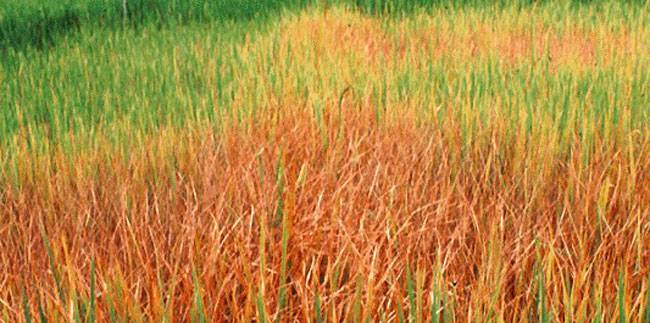 Nilaparvata lugens Stål