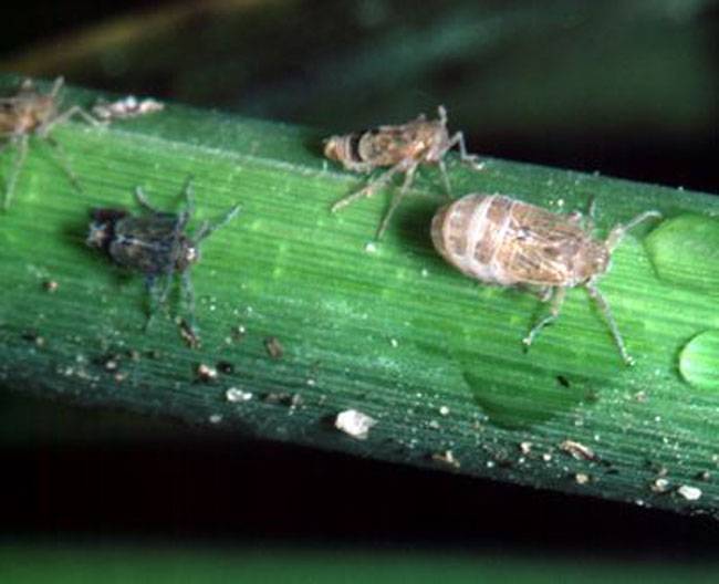 Nilaparvata lugens Stål