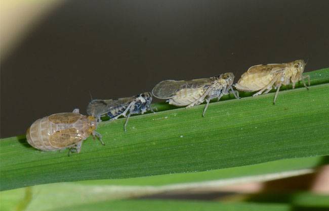 Nilaparvata lugens Stål