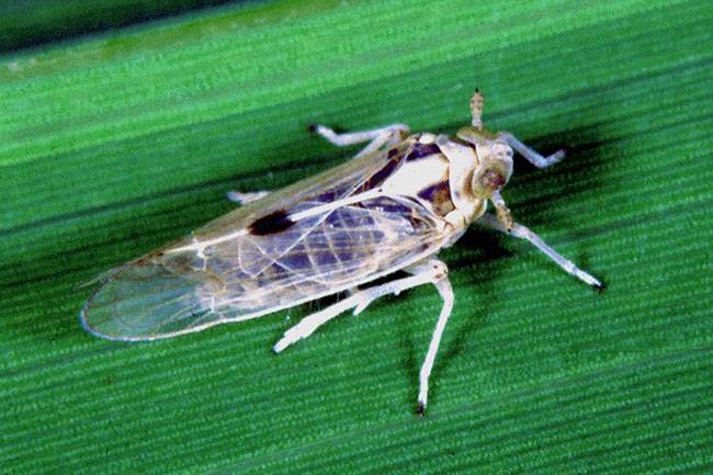 White Backed Plant Hopper