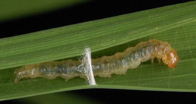 Rice leaffolder 