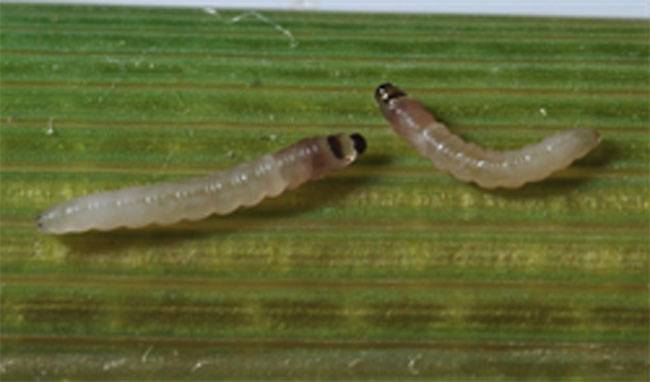 Scirpophaga incertulas