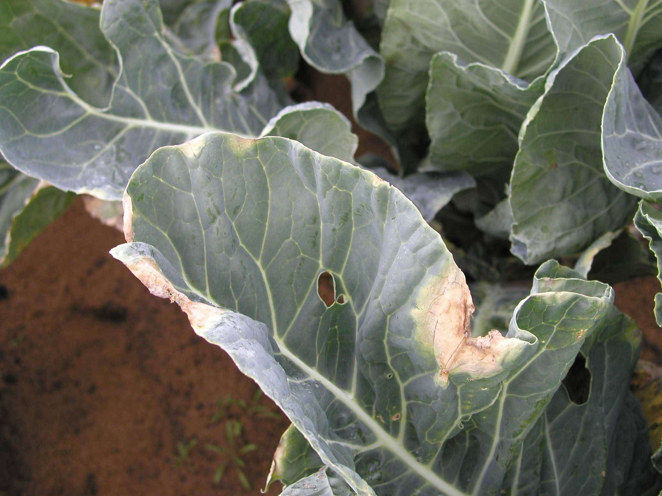 Xanthomonas campestris