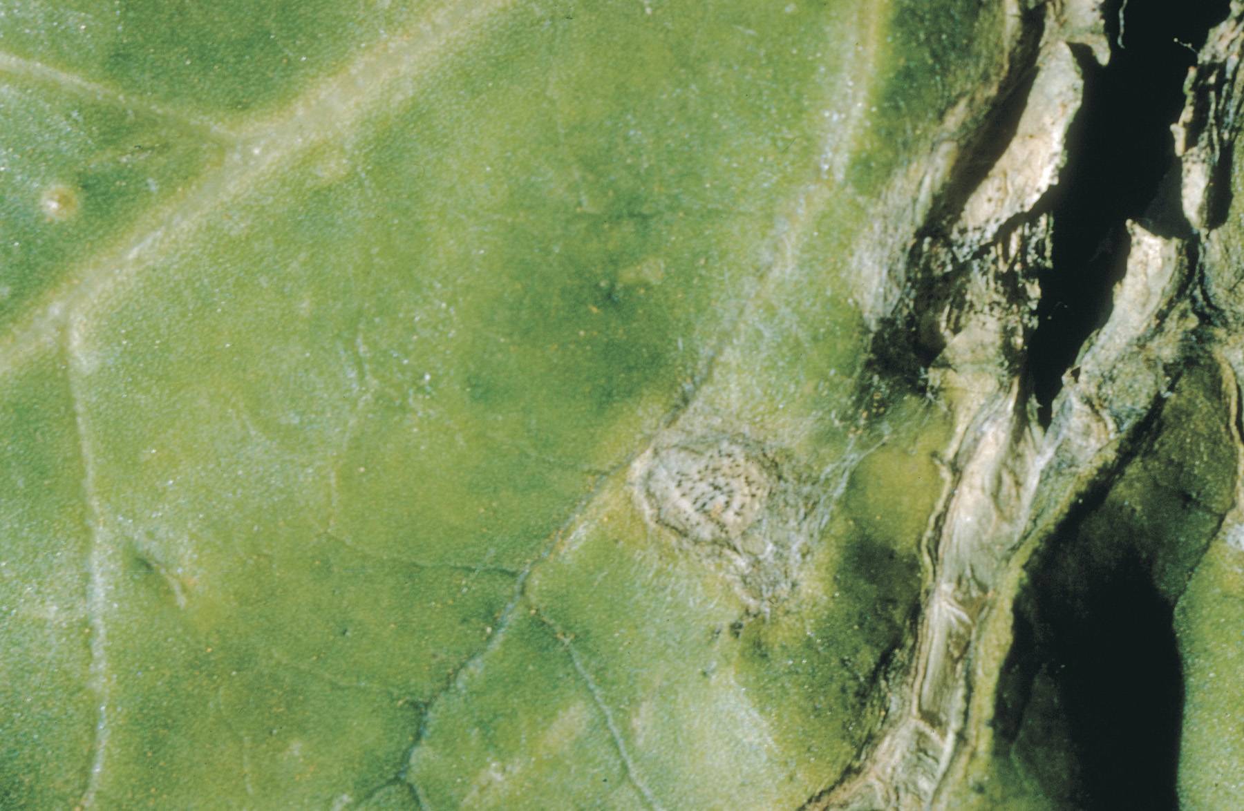 Leptosphaeria maculans