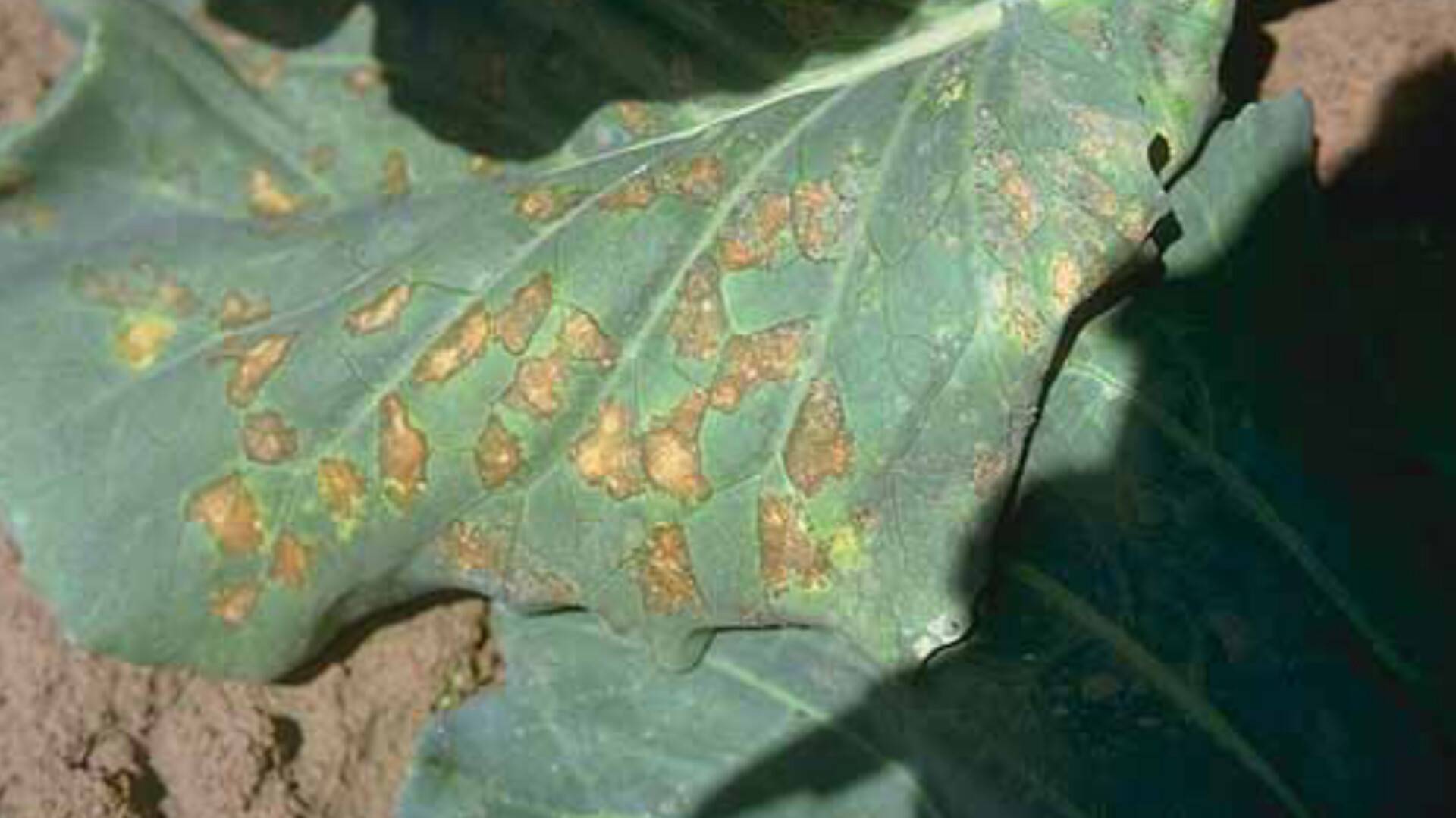 Hyaloperonospora parasitica