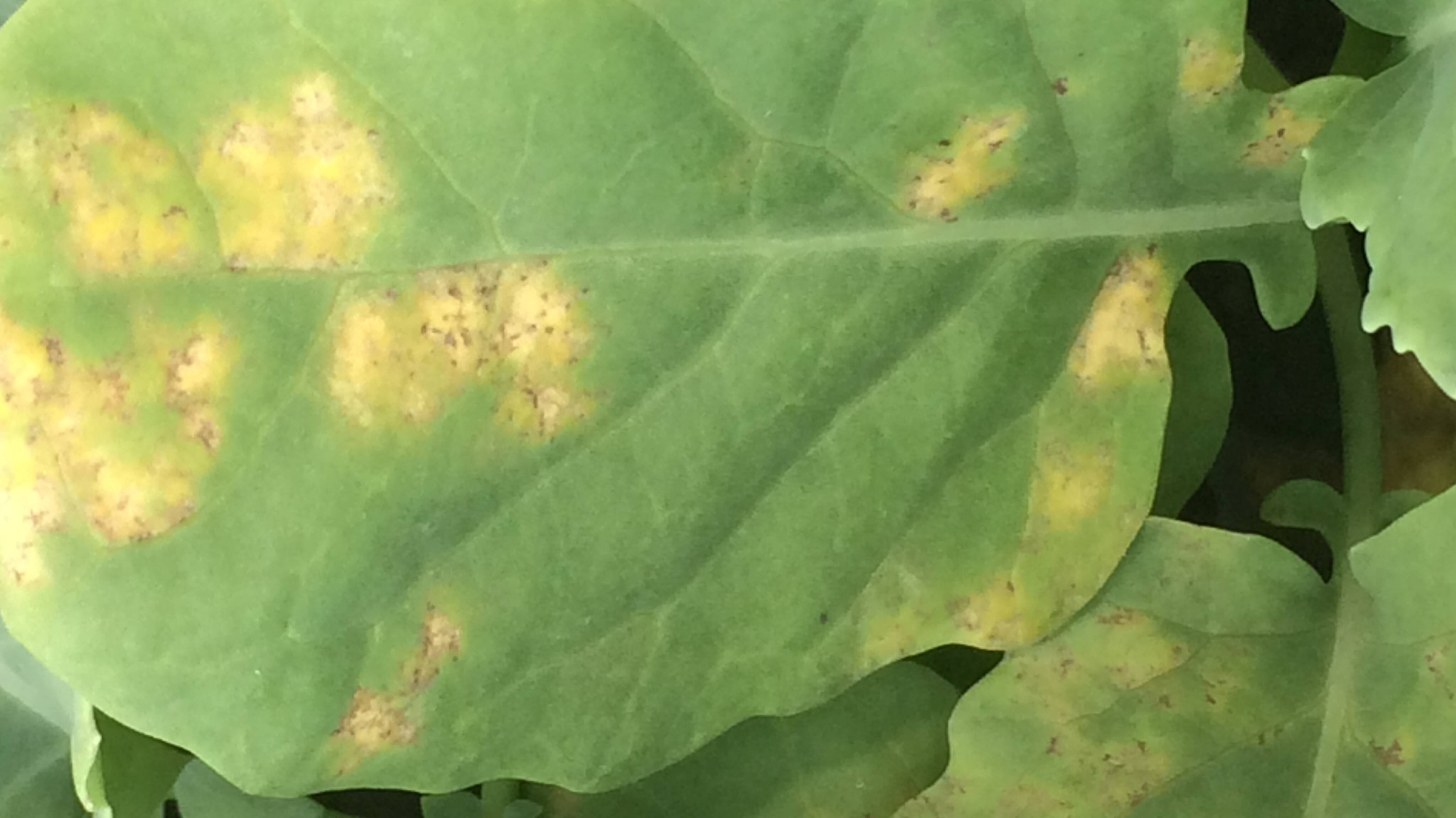 Hyaloperonospora parasitica