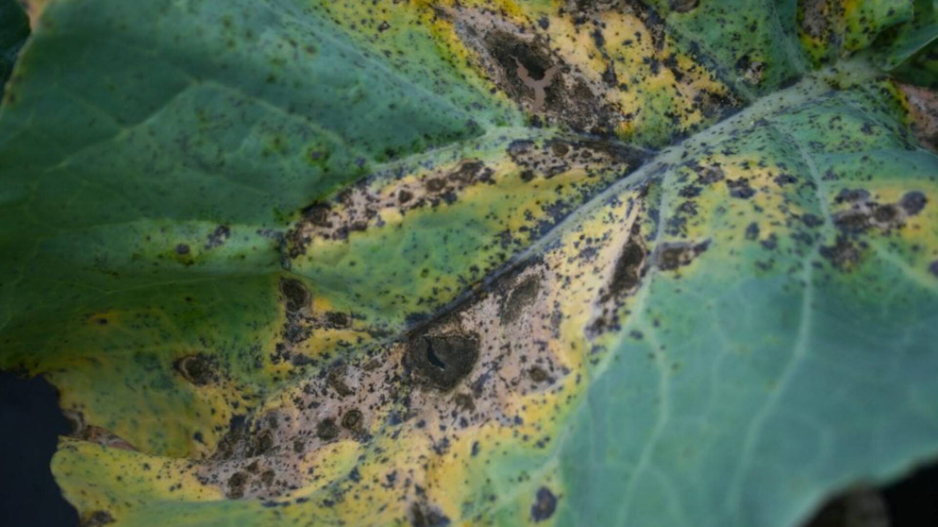 Alternaria species