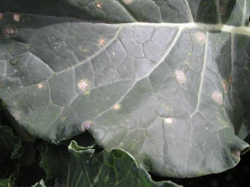 Mycosphaerella brassicicola