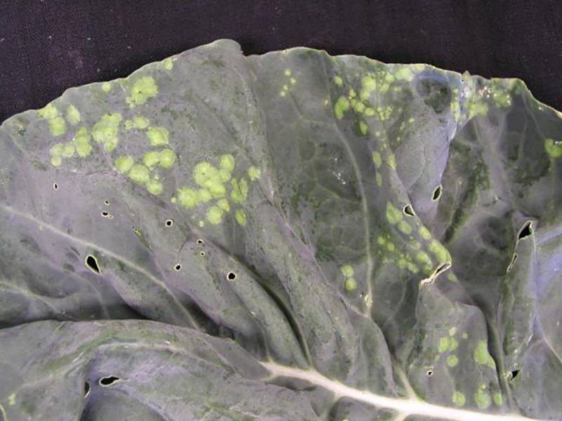 Albugo candida