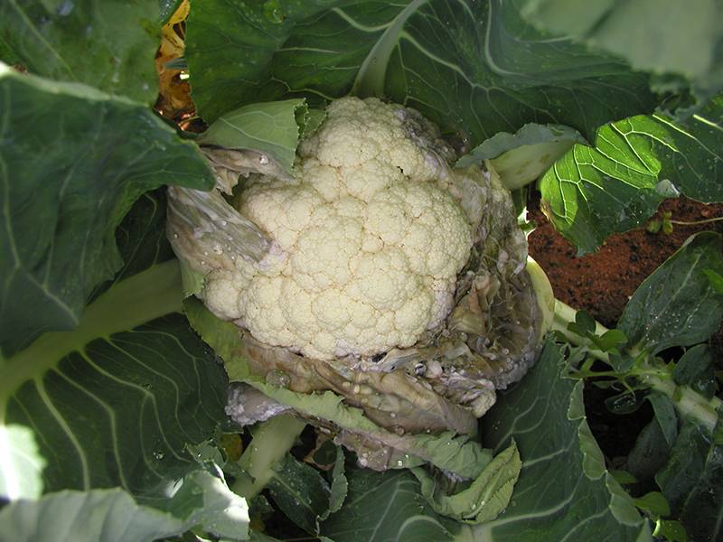 Sclerotinia sclerotiorum and Sclerotinia minor