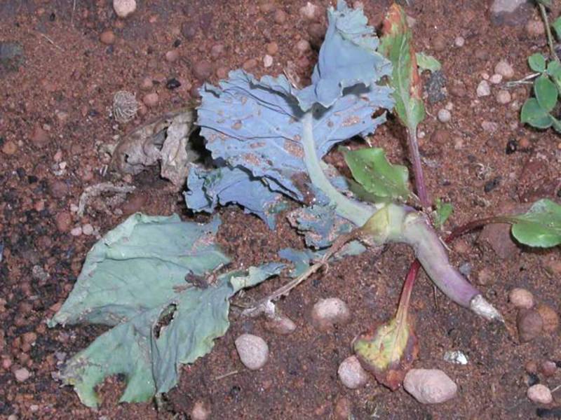 Rhizoctonia solani