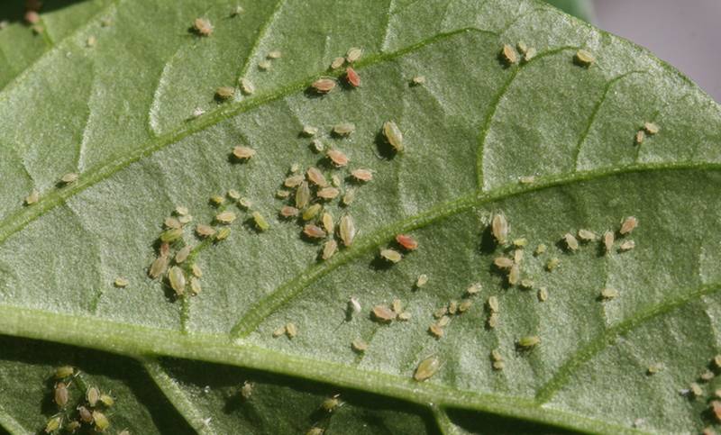 Aphids