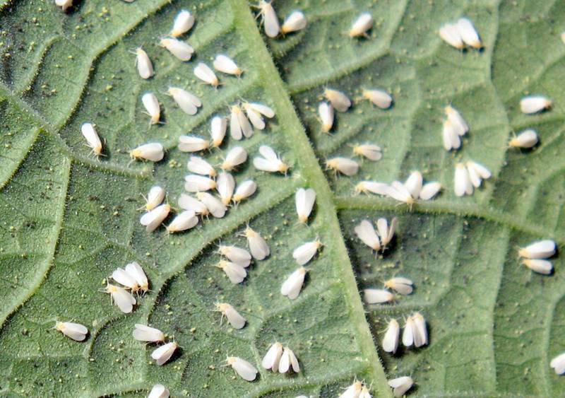 White Fly
