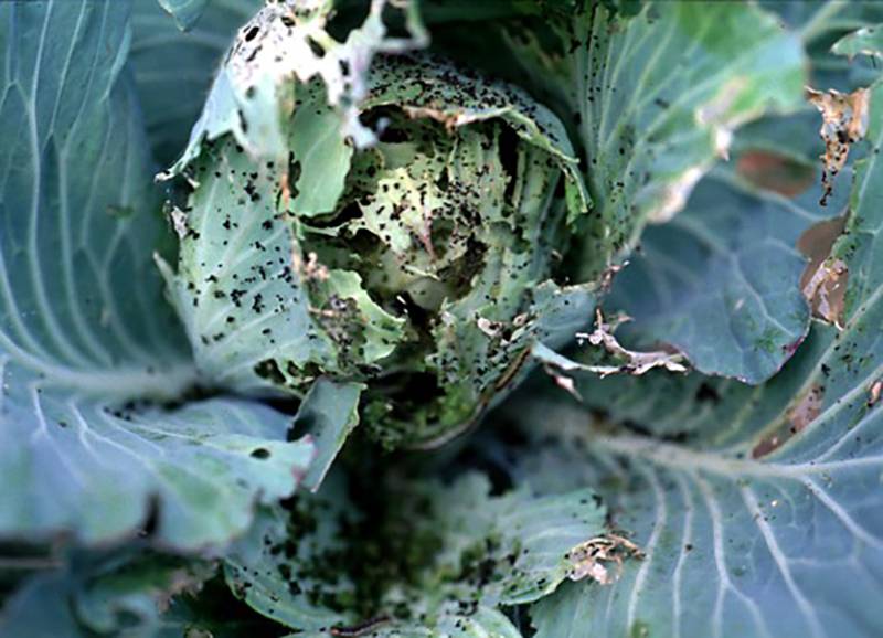 Crucifer leaf webber
