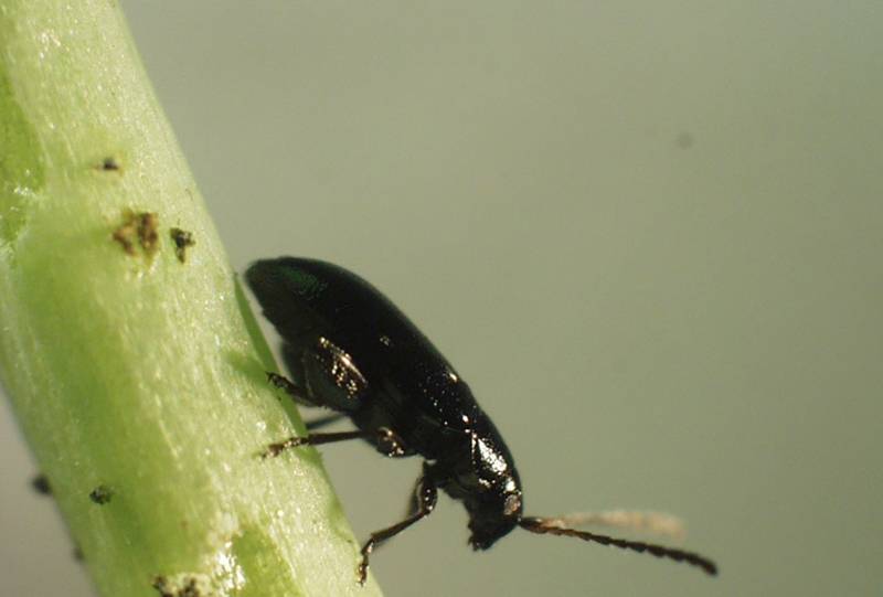 Flea Beetle