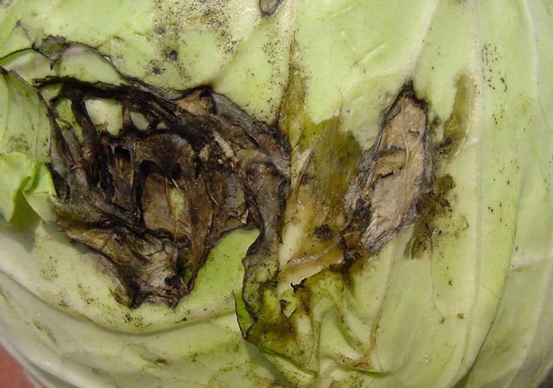 Erwinia and Pseudomonas species