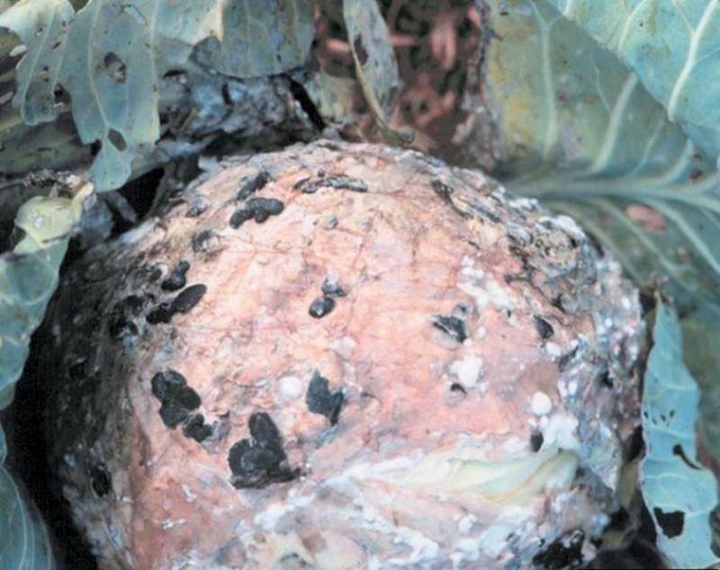 Sclerotinia sclerotiorum