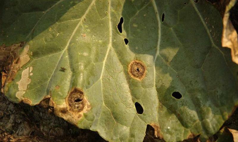 Alternaria species