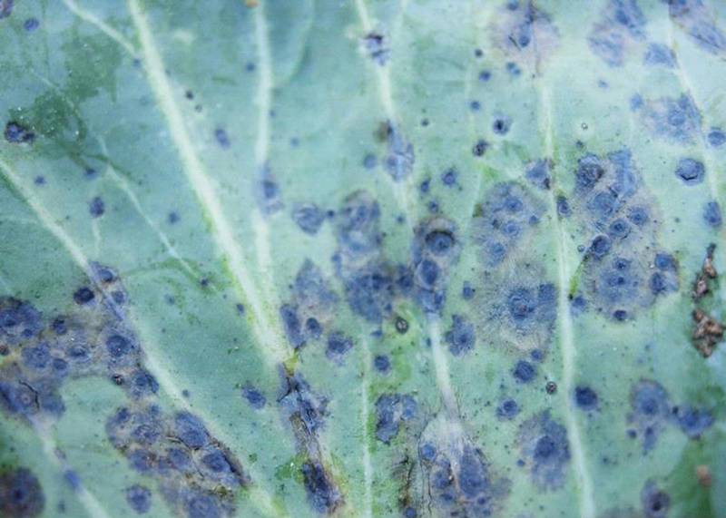 Alternaria species