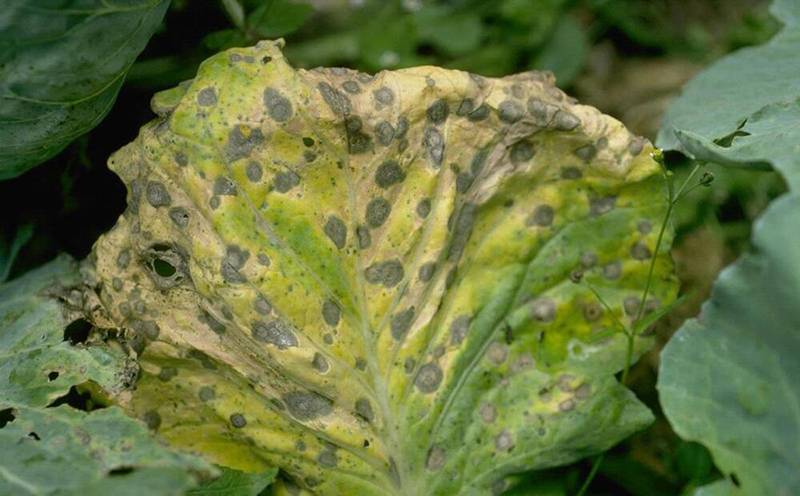 Alternaria species