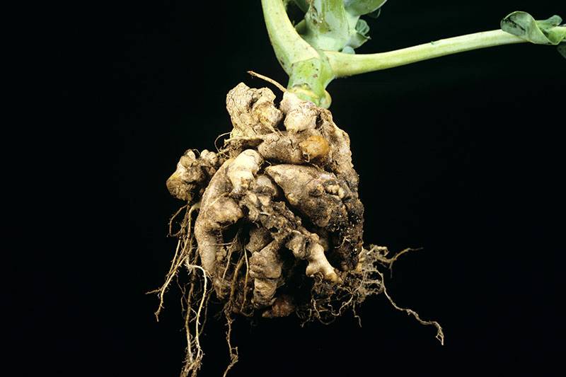 Plasmodiophora brassicae