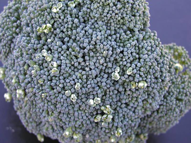 Albugo candida